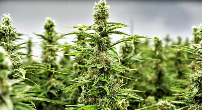 Cannabis Stocks