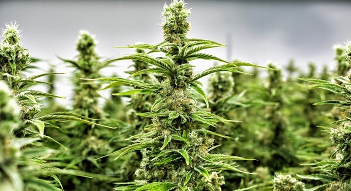 Is Investing in Cannabis Stocks a Smart Choice in 2019?